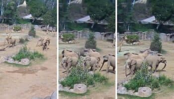 Sismo en California: Elefantes detectan temblor y rodean a sus crías para protegerlas | Video