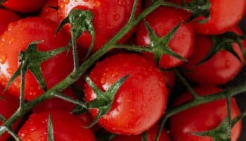 Precios suben en EU ante aranceles a productos mexicanos como el tomate: CCPM