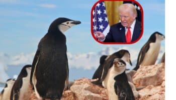 Trump impone aranceles a islas habitadas solo por pingüinos y focas