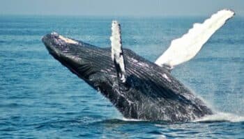 Alertan por 'colapsos poblacionales' de especies a causa del cambio climático