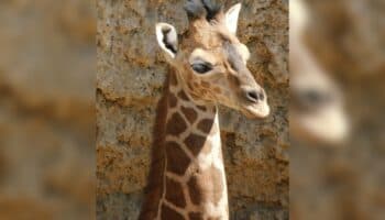 ¡Increíble! Nace cría de jirafa en Zoológico de Chapultepec