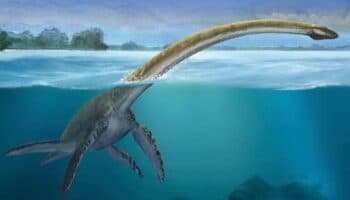Misteriosos fósiles de un reptil marino hallados en 1988 corresponden a una nueva especie