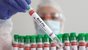 Alerta por salto de enfermedades animales a nuevas especies y lugares inalterados: OMSA