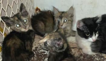 Catean vivienda por maltrato animal: rescatan a siete felinos