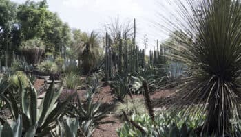 Jardín Botánico de la UNAM resguarda más de 1,600 especies de plantas