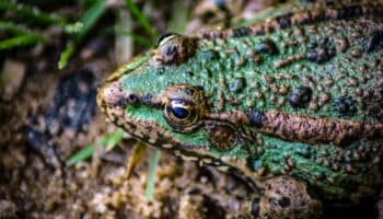 Ranas podrían ser la clave para combatir enfermedades inflamatorias: UNAM