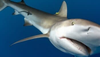 *PENDIENTE* Población de tiburones de arrecife del Caribe se recupera en Belice con la ayuda de sus pescadores