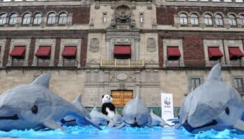 La vaquita marina es víctima de la falta de métodos alternativos de pesca: Científicos | Video