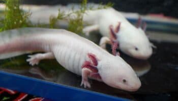 ¿Los ajolotes pueden readaptarse a la vida silvestre? UNAM responde