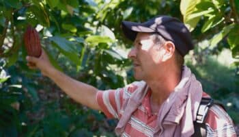Agricultores colombianos pasan del café al cacao con el aumento de la temperatura y los precios | Mongabay