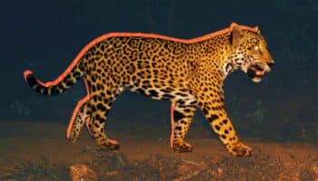 Jaguares Sin Protección | 10 años de esperanza para jaguares y selvas de Nayarit