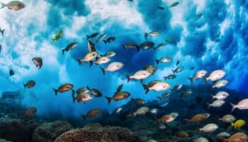 ONU pide a líderes del mundo asumir compromisos ambiciosos para salvar los mares | Mongabay