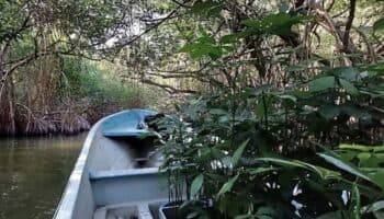 Aumento del nivel del mar impactaría al 80% de los humedales en el Golfo y Caribe mexicanos | Mongabay