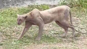 Video | Captan a puma cazar un gato en zona residencial de Monterrey