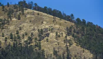 'Hay que hacerlo distinto': Julia Carabias propone acciones para enfrentar la crisis ambiental en México | Entérate