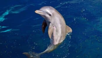 El delfín más pequeño del mundo da volteretas bajo el agua