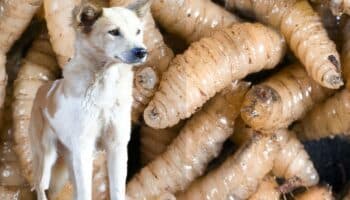 Oaxaca | Confirman primer caso de gusano barrenador en un perro