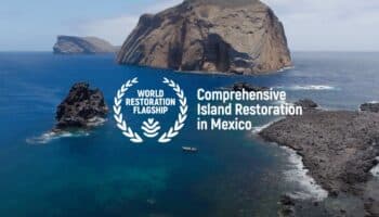 Éxito ecológico: México elimina especies invasoras y revive la mayoría de sus aves marinas insulares