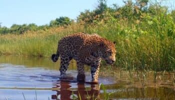 Jaguares reaparecen con las lluvias en Nayarit