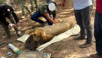 FGR aseguró dos leones durante cateo en Tuxpan, Nayarit