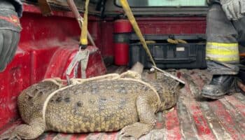 Rescatan a cocodrilo que merodeaba en Cuautitlán Izcalli