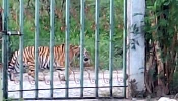 Reportan avistamiento de Tigre en Salinas Victoria, Nuevo León