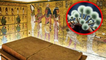 El hongo que mató a los excavadores de la tumba de Tutankamón ahora es un prometedor compuesto anticancerígeno