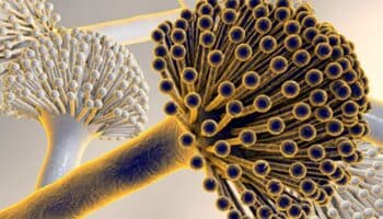 Advierte científica mexicana de hongos que provocan hasta 30 % de casos de cáncer de hígado