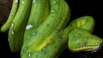 Día Mundial de las Serpientes: cambiar el miedo por el respeto, la misión de quienes las protegen