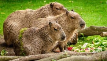 Día del Capibara | ¿Realmente es amigo de todos los animales? Captan a uno albino en Uruguay