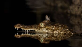 Crónicas de Exploración | Los hijos del mestizaje: cocodrilos que desafían la extinción