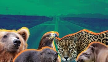 El impacto de las carreteras sobre la fauna silvestre | Por Carlos Galindo