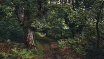 Bosques del futuro | ¿Qué implica el nuevo Programa Nacional de Restauración Ambiental?