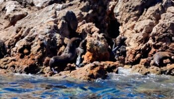 Reintegran un lobo fino en el Golfo de California | Video