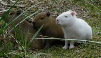 El trágico final de los capibaras albinos que conquistaron internet
