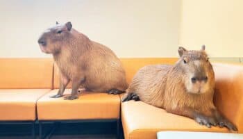 Cafeterías con animales, de tendencia viral a amenaza para la biodiversidad