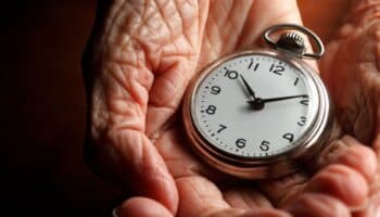 Las avispas pueden guardar el secreto para retrasar el envejecimiento