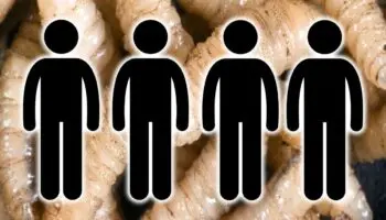 Gusano barrenador ¿Hay riesgo para humanos? Esto dice el CNA | Entérate