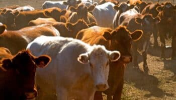 México suspende importación de ganado y animales vivos de EE.UU. por casos de gusano barrenador