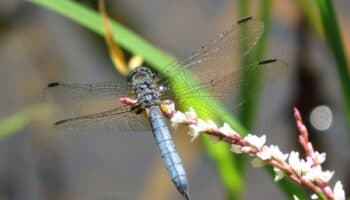 Pequeños pero vitales: la caída de los insectos en México | iNaturalistMx