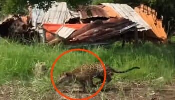 Nayarit | Captan a jaguar persiguiendo aves en basurero en área protegida Marismas Nacionales