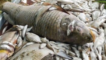 Ola de calor causa la muerte por asfixia de todos los peces de un gran lago checo