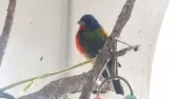 CDMX | Profepa asegura 43 aves silvestres ilegales en la Condesa