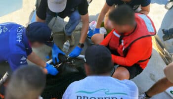 Rescatan y liberan a lobo marino enmallado en Cabo San Lucas