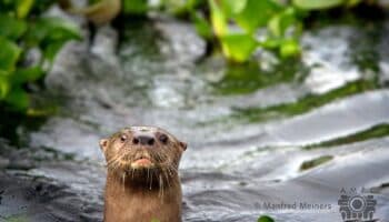 Humedales: ecosistemas clave para nuestro futuro común | AMFC