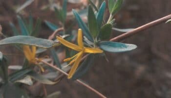 Chuparrosa amarilla: hallazgo histórico en Cosalá, Sinaloa | iNaturalistMx