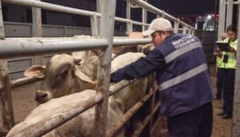 Sader afirma que caso de gusano barrenador en NL está contenido