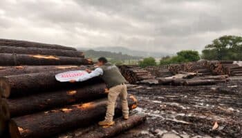 Tala ilegal avanza en México y se relaciona con crimen organizado: Profepa