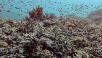 Gran Barrera de Coral sufre su mayor declive coralino desde que hay registros