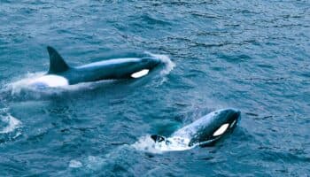 Aprueba Semarnat nado con orcas en Baja California Sur